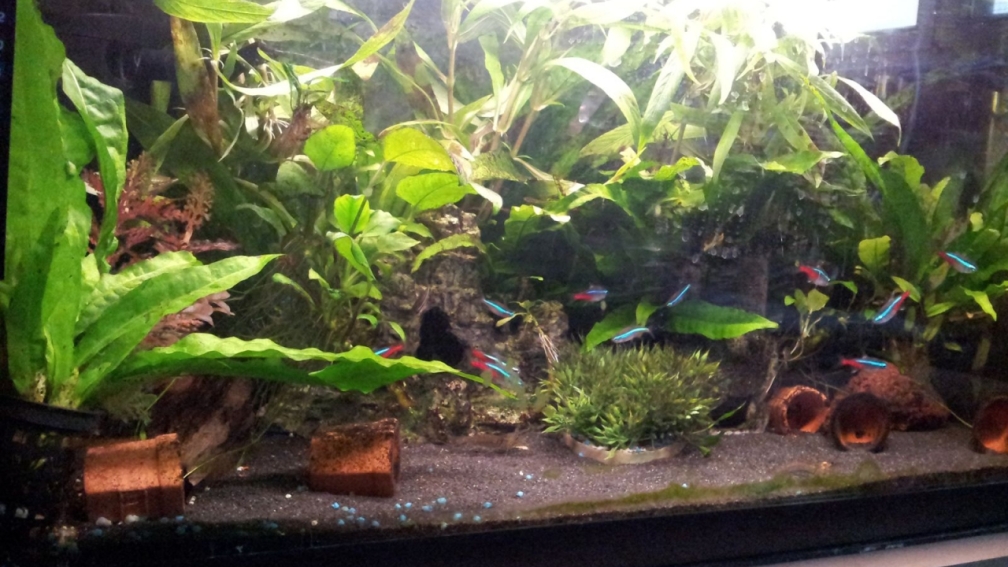 Aquarium Hauptansicht von mein 54l Aquarium