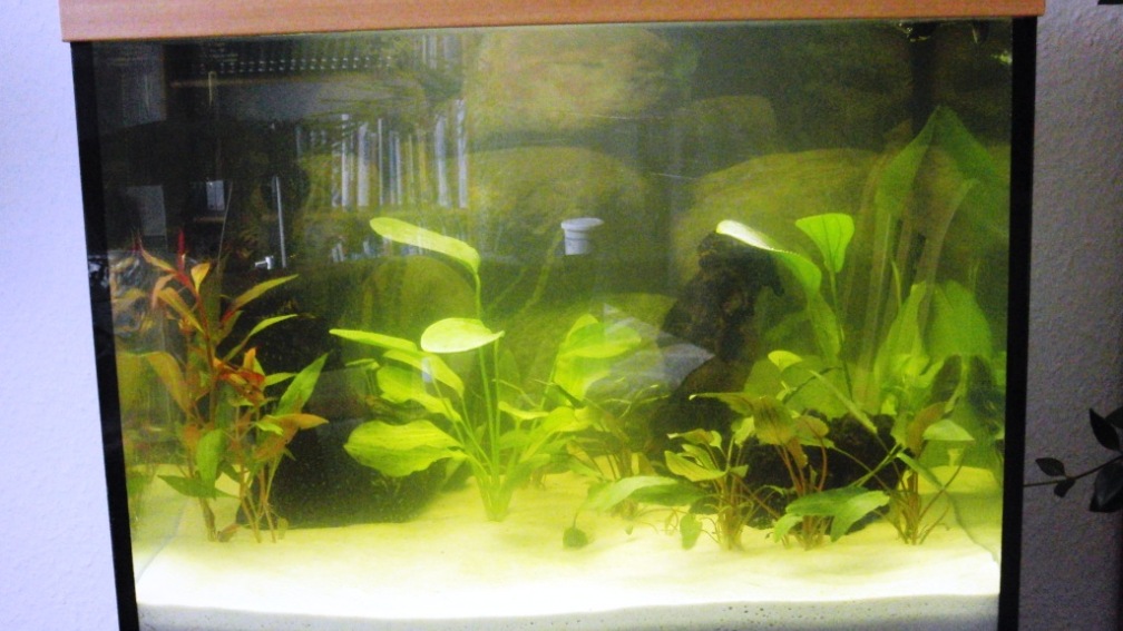 Neueingerichtetes Aquarium