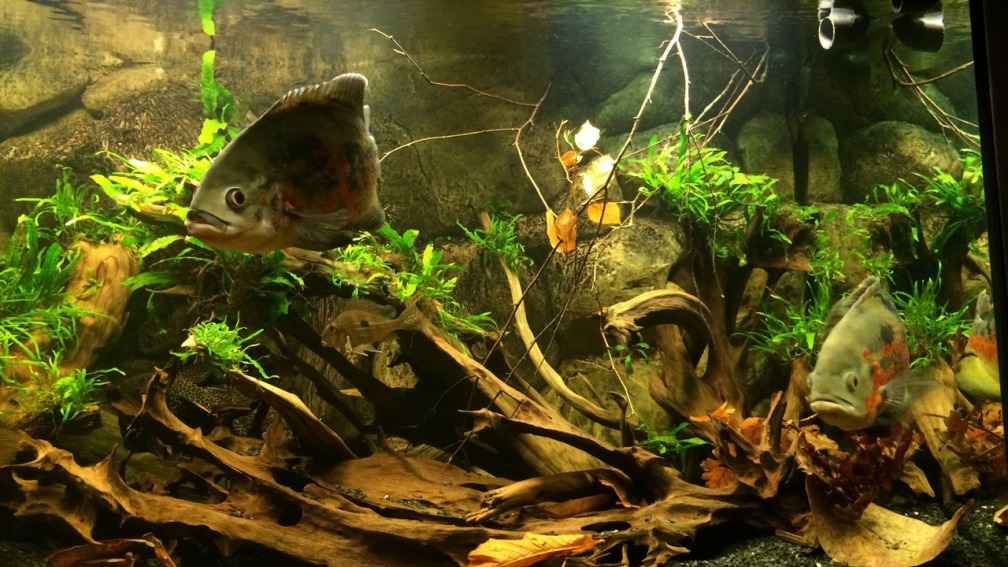  Amazonasaquarium Astronotus ocellatus