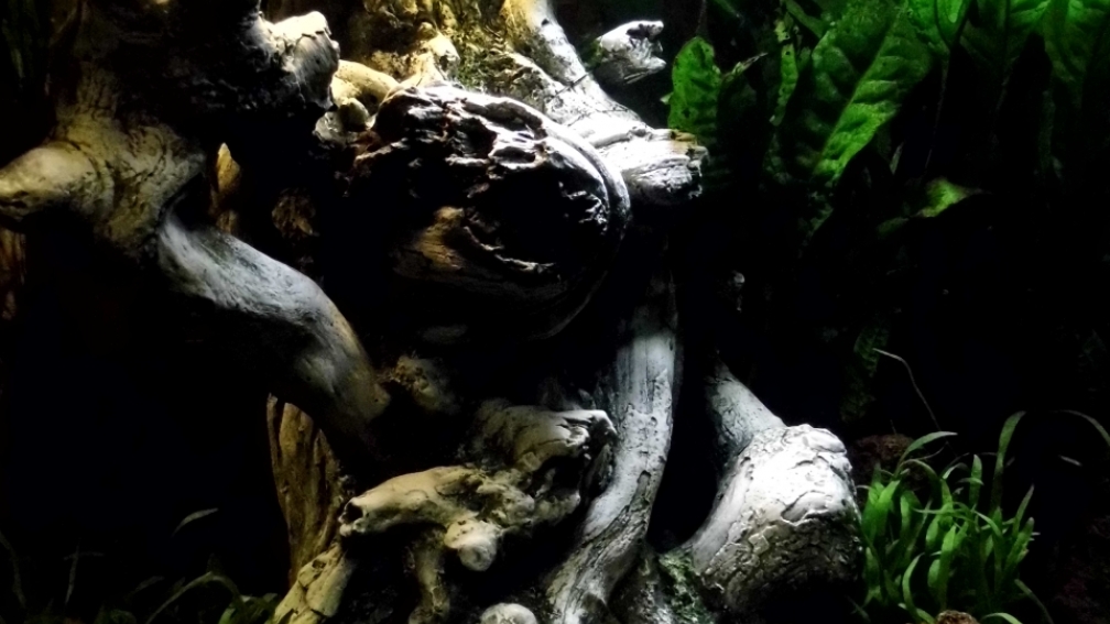 Aquarium Hauptansicht von Woha Cube