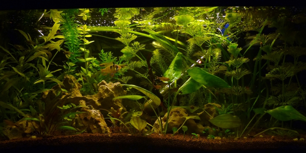 Aquarium Hauptansicht von Südamerikabecken