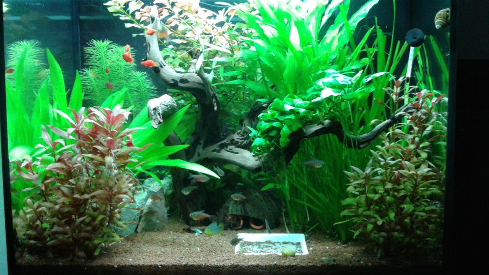 Aquarium Hauptansicht von 120l Geselschaftsbecken