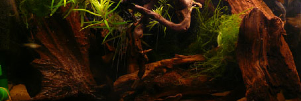 Aquarium Hauptansicht von Becken 26272