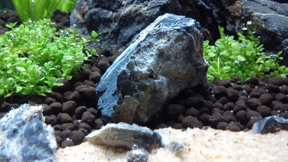 Aquarium Hauptansicht von Garneleninsel