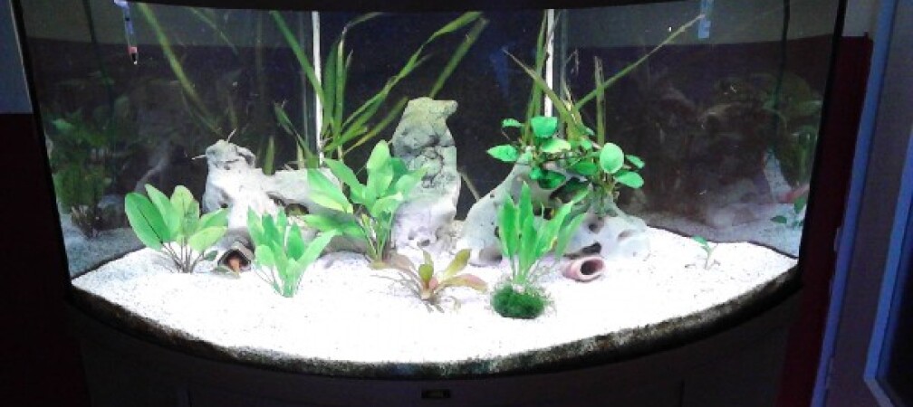 Aquarium Hauptansicht von Discusbecken