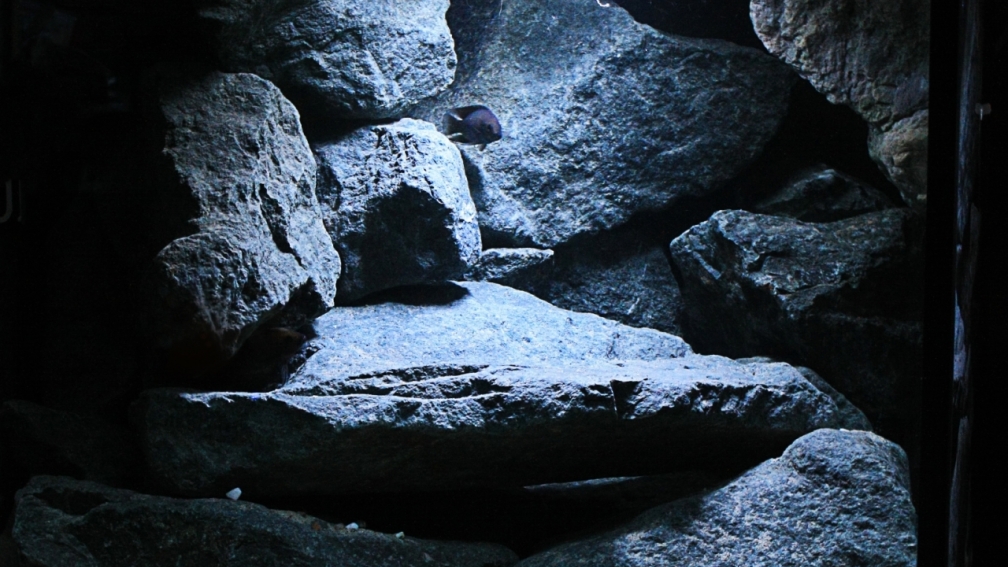 Aquarium Hauptansicht von Rocks for Variabilichromis