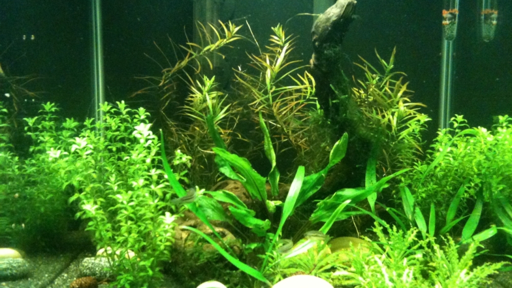 Aquarium Hauptansicht von Das kleine, Grüne