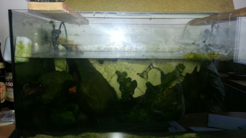 Aquarium Hauptansicht von Kunterbuntes Kampffischbecken