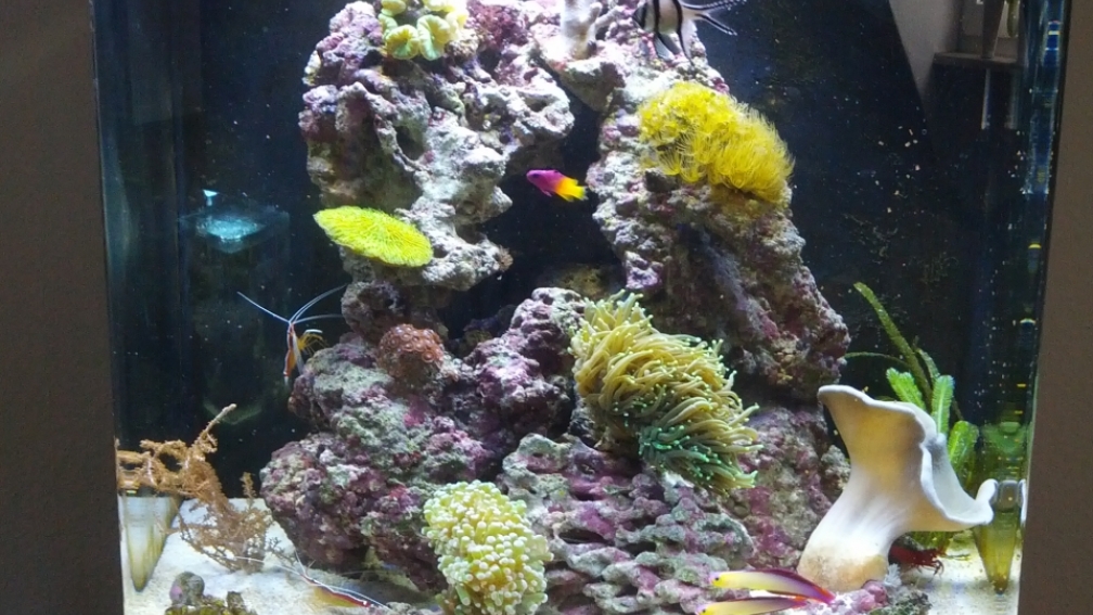 Aquarium Hauptansicht von Sera Marin LED 130
