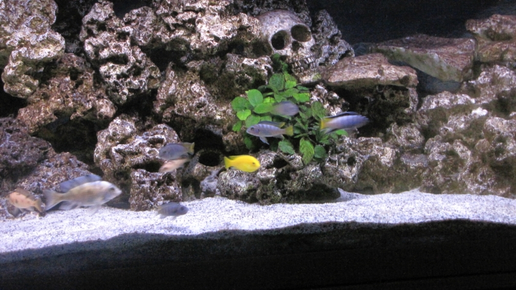 Aquarium Hauptansicht von Malawi