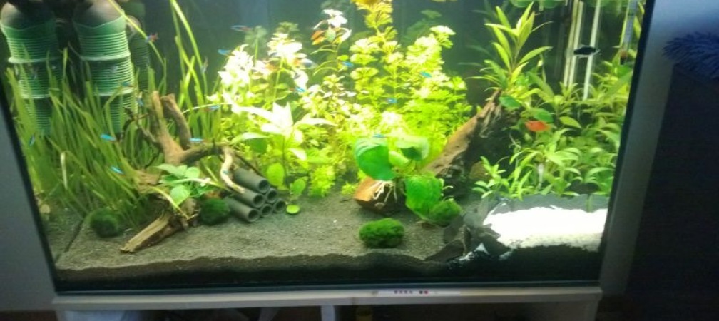Aquarium Hauptansicht von Unser 1. Becken