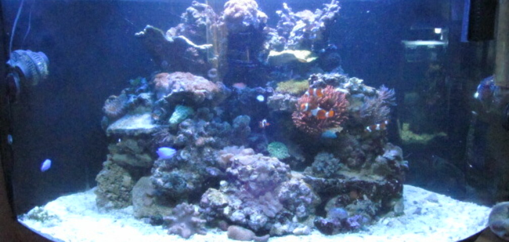 Aquarium Hauptansicht von Trigon 350 Meerwasser