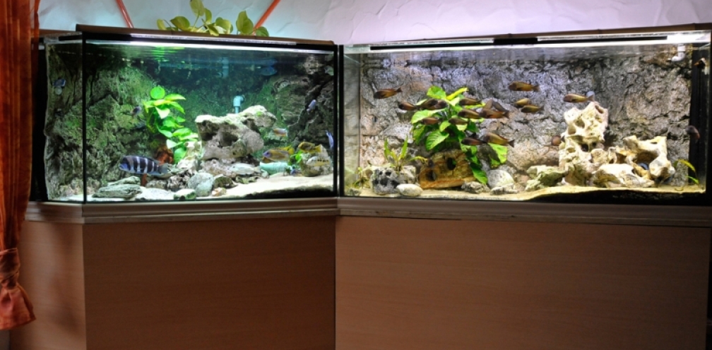 Aquarium Hauptansicht von Becken 268