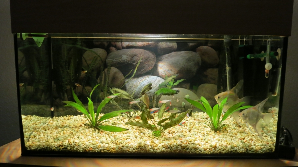 Aquarium Frontansicht