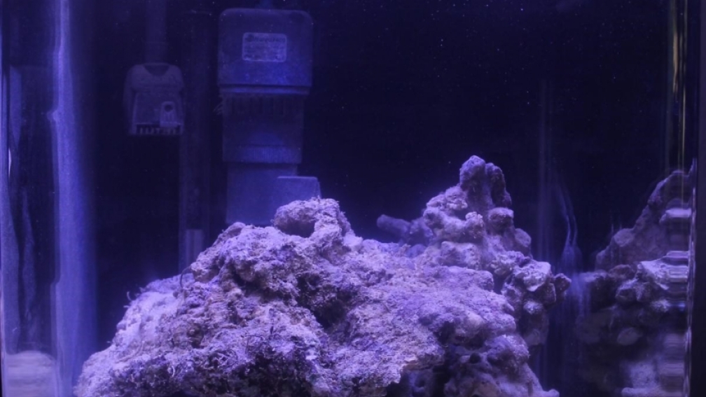 Aquarium Hauptansicht von Meerwasser Nano Cube