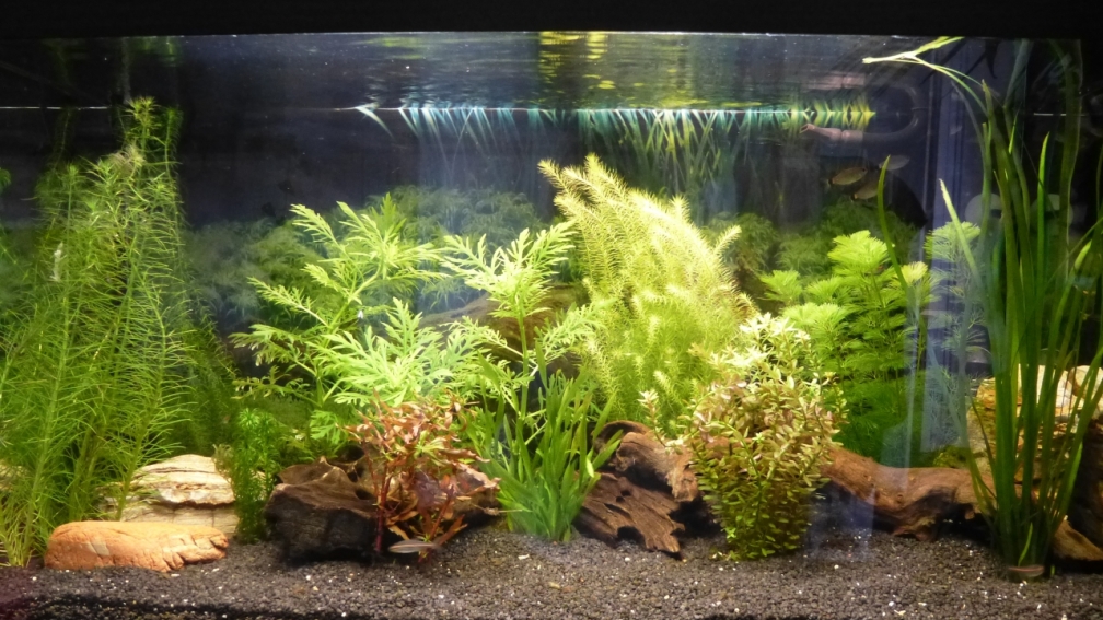 Aquarium Hauptansicht von Papa's Erbe