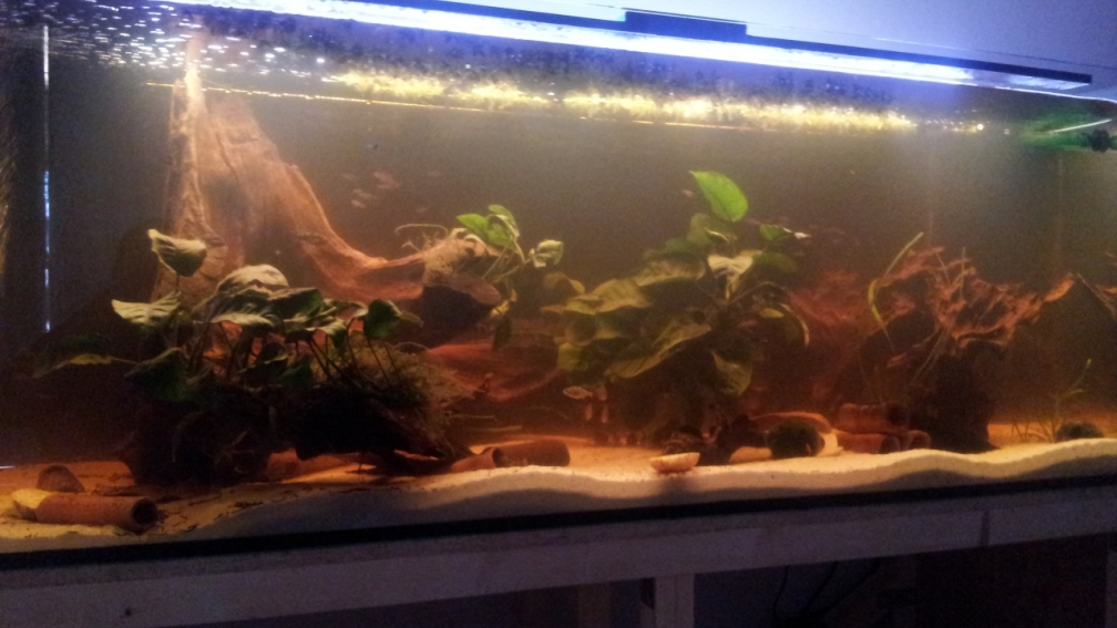 Aquarium Hauptansicht von Südamerika