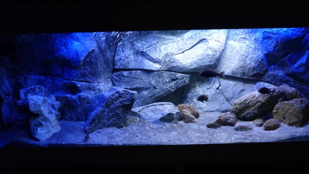 Aquarium Hauptansicht von Placidochromis Dream aufgelöst