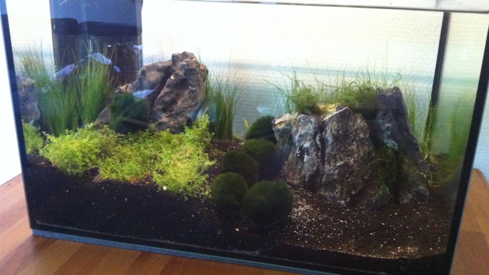 Aquarium Hauptansicht von der 1. Aquascaping Versuch