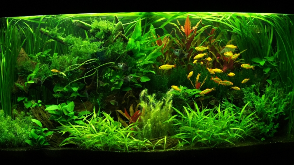 Aquarium Hauptansicht von Juwel Vision 260