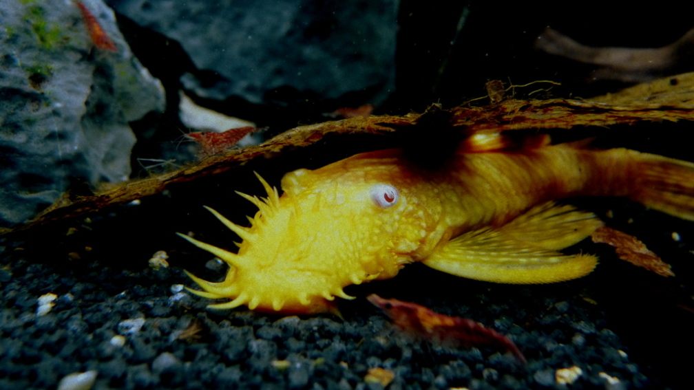 02.11.2013 Ancistrus spec. und Red fire Garnele