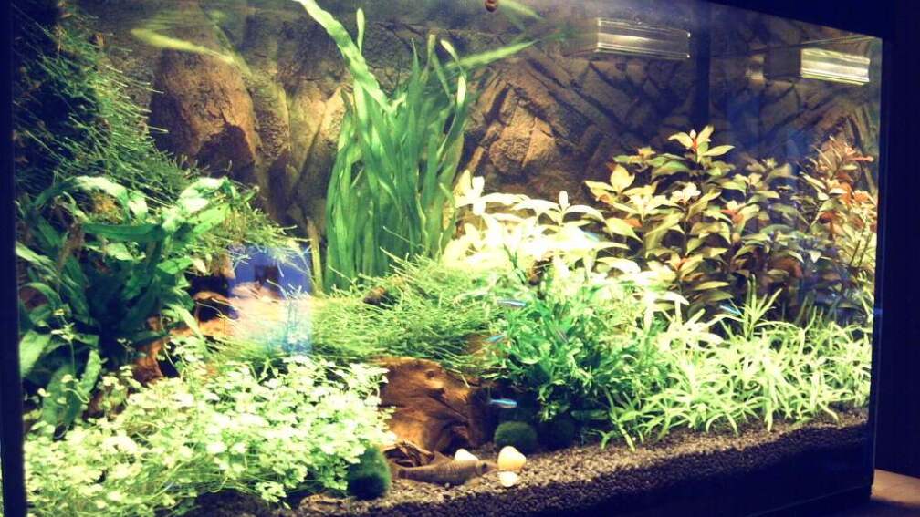 Aquarium Hauptansicht von Natur