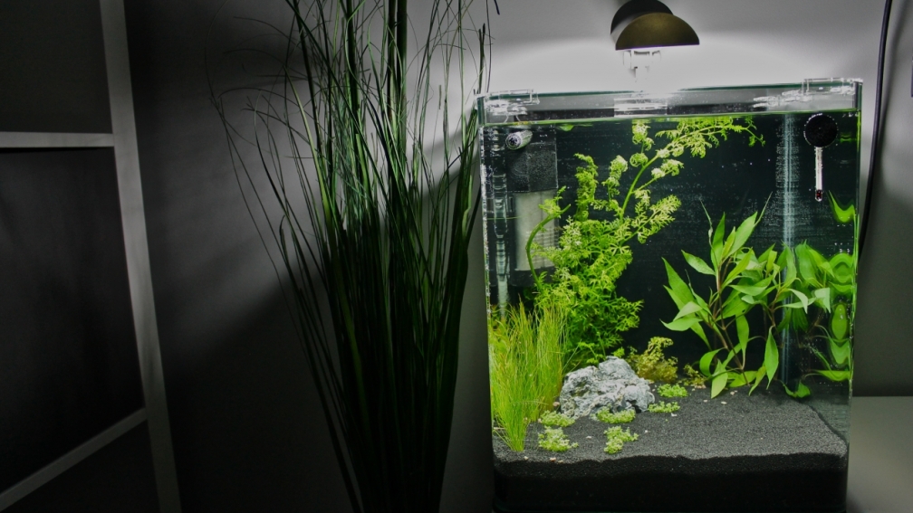 Aquarium Hauptansicht von Little Fire Forest