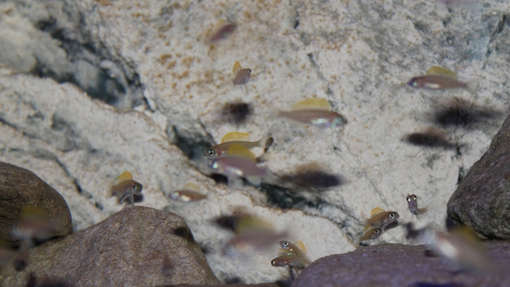 Neolamprologus caudopunctatus, 3,5 Monate alt