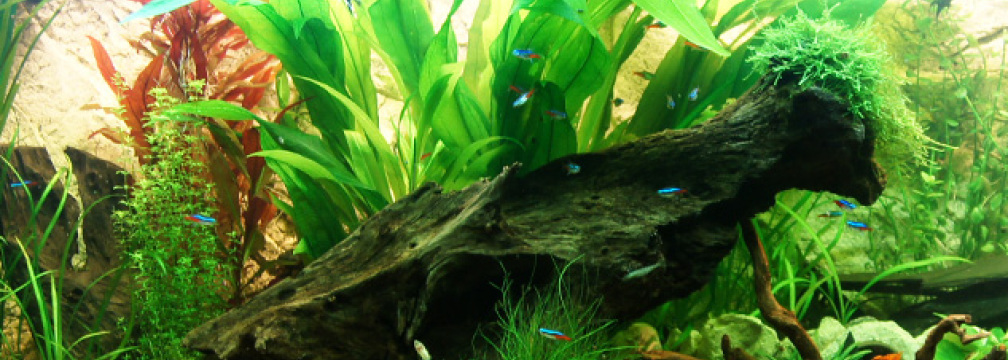 Aquarium Hauptansicht von Asizonas Rio240