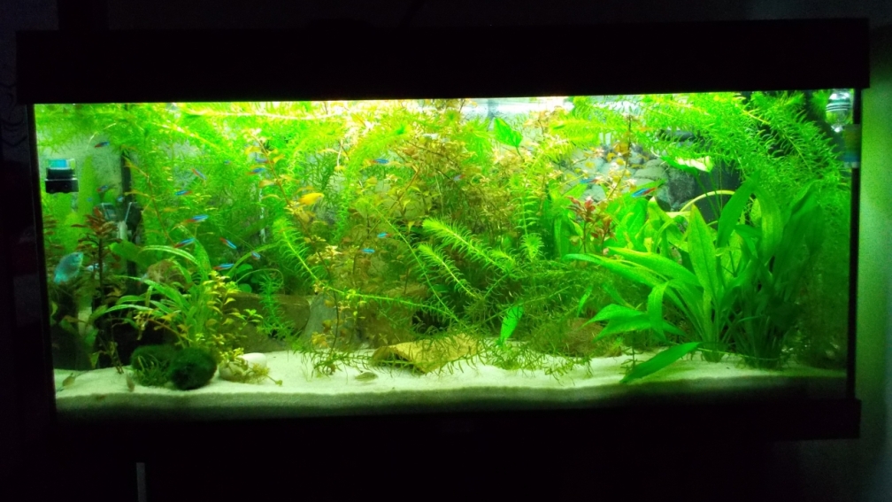 Mein Aquarium