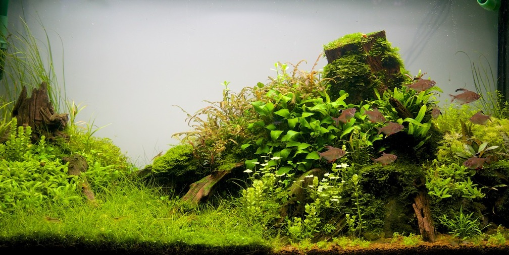 Aquarium nach Rückschnitt und samt Technik im Juli 2014