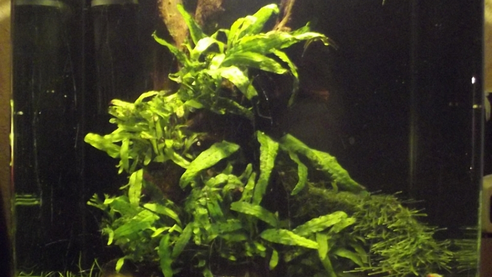 Aquarium Hauptansicht von Waldlichtung