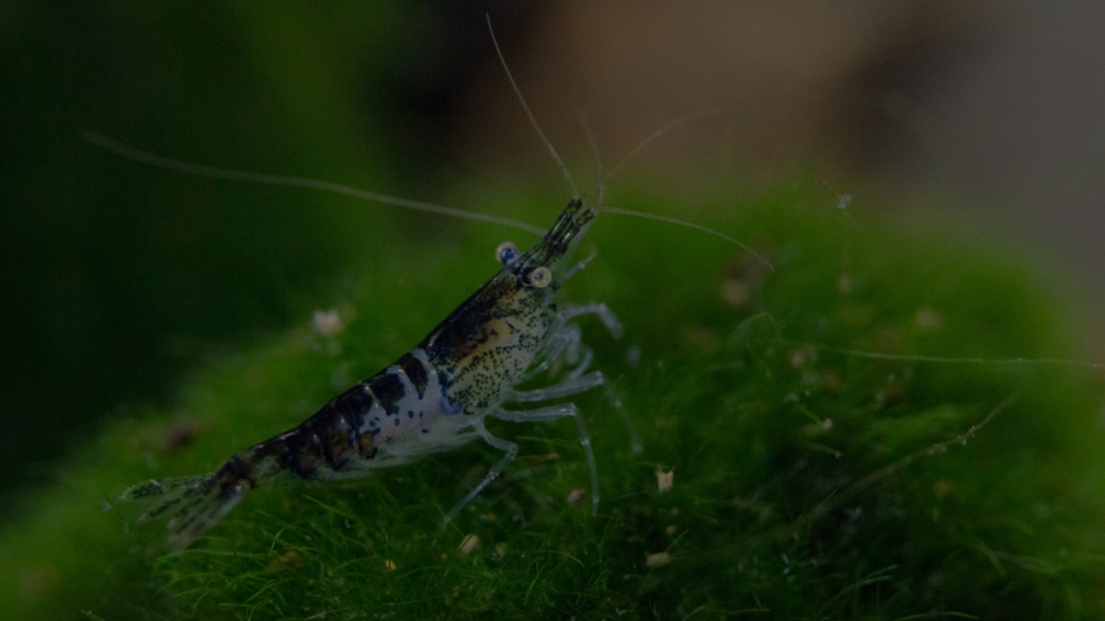 Carbon Rili Zwerggarnele