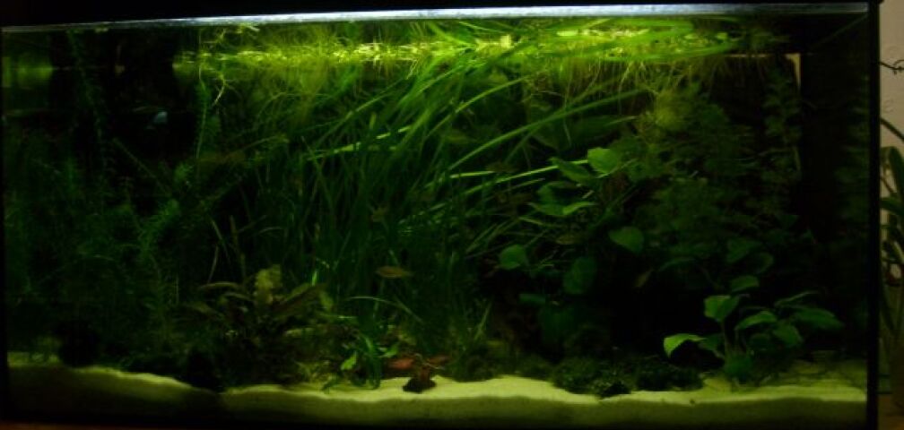 Aquarium Hauptansicht von 112 Liter Südamerika