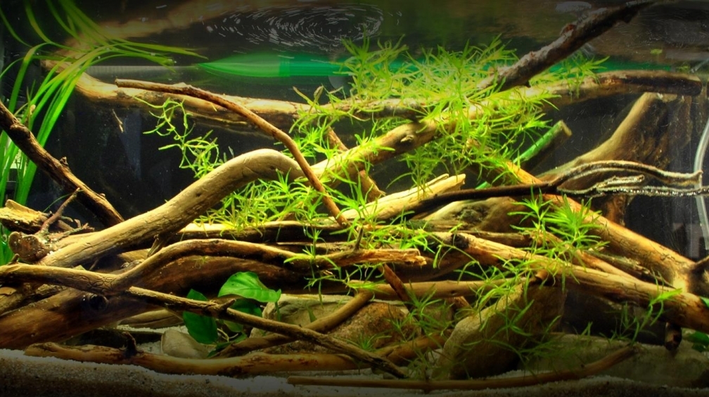 Aquarium Hauptansicht von Treibholz an den Ufern des Rio Pilcomayo