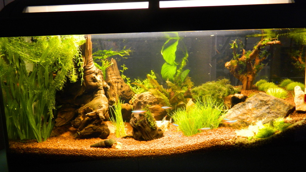 Aquarium Hauptansicht von Froschparadies (nur noch Beispiel)