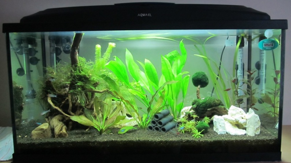Mein erstes Aquarium