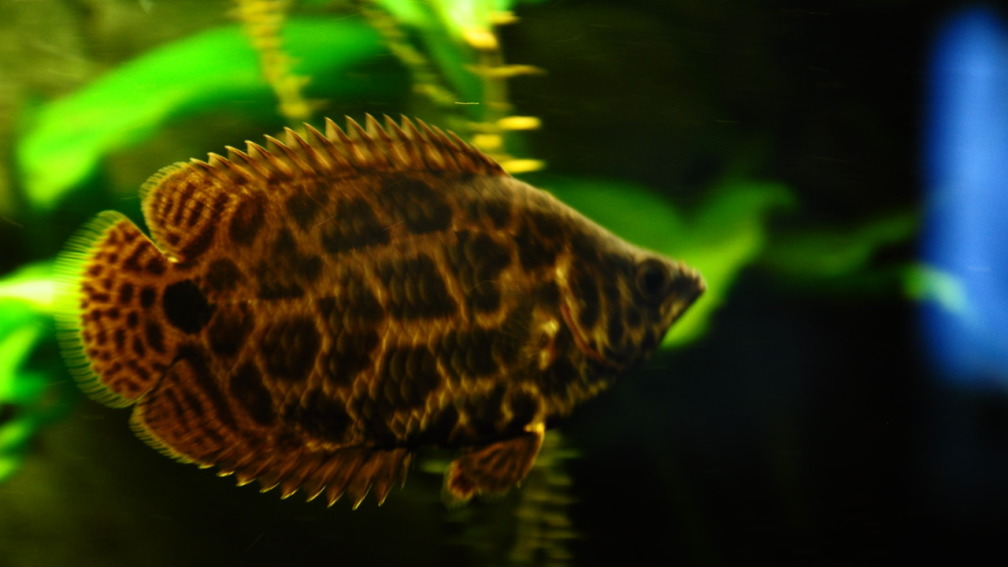Aquarium Hauptansicht von Leopard Buschfisch Becken