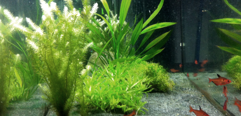 Aquarium Hauptansicht von Südamerika