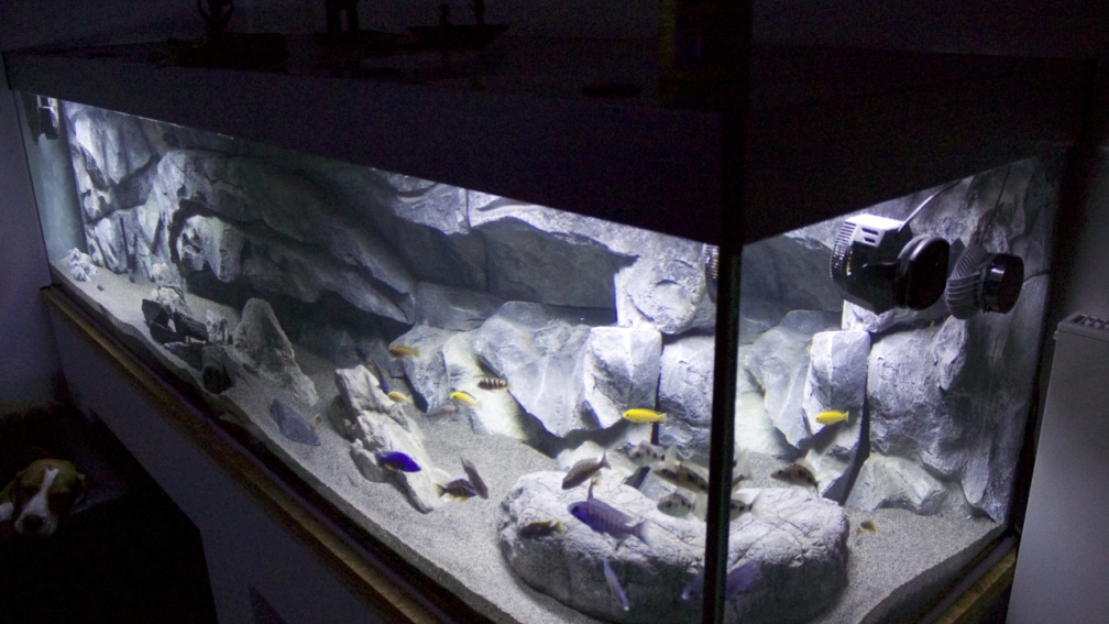 Aquarium Malawi Reef
