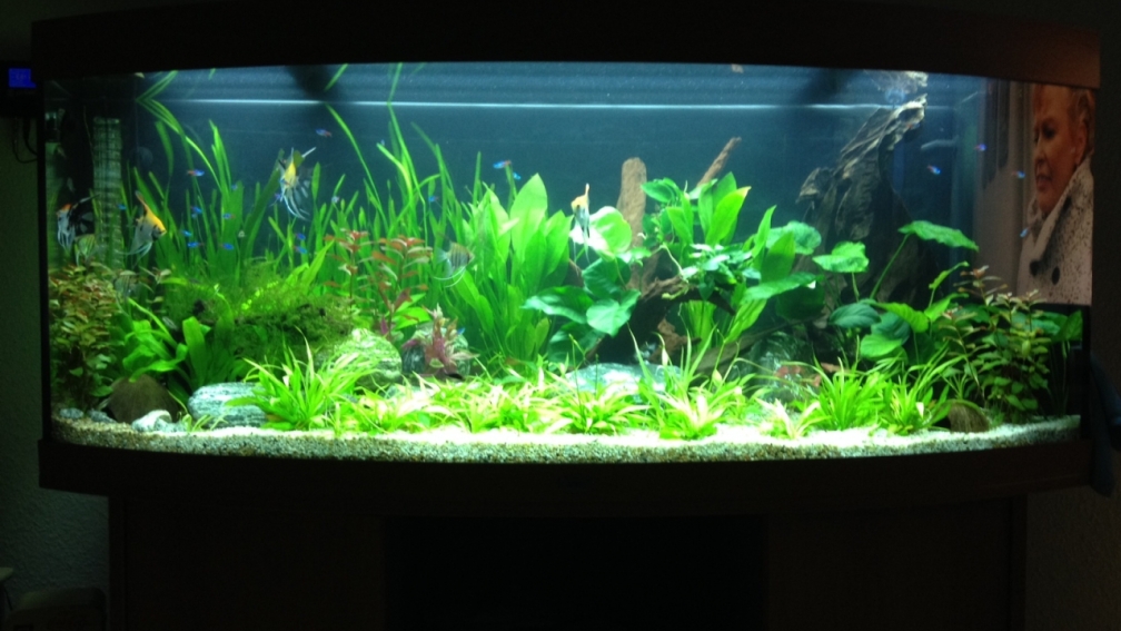 Aquarium Hauptansicht von Vision 450