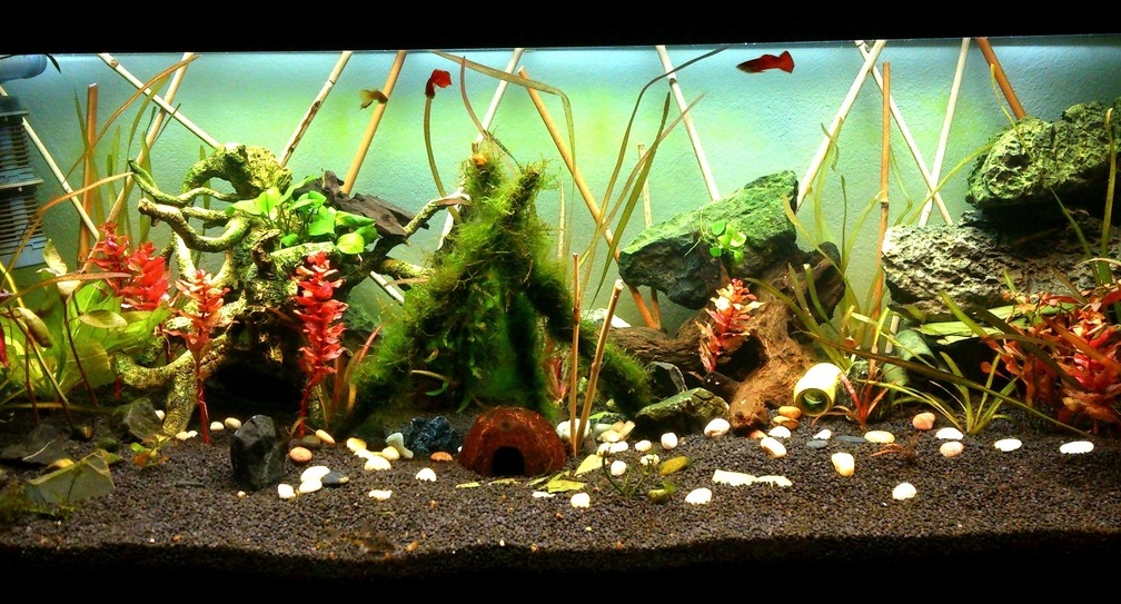 Aquarium Hauptansicht von Mein neues Becken