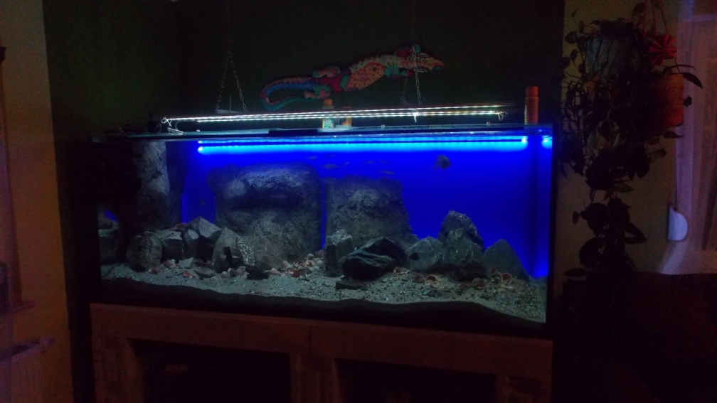 Aquarium Hauptansicht von Mein "kleiner" SEE