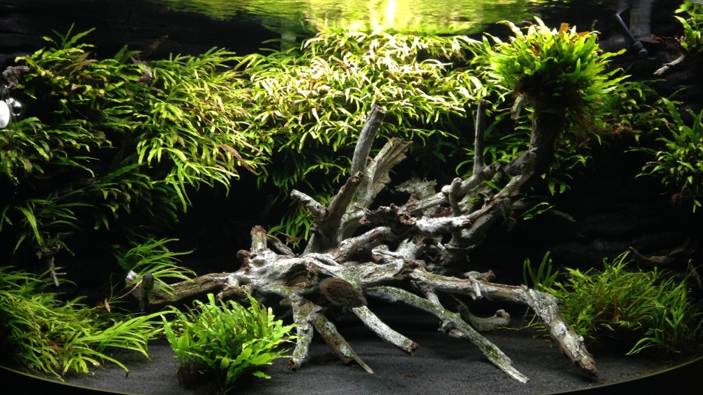Aquarium Hauptansicht von Juwel Trigon 350