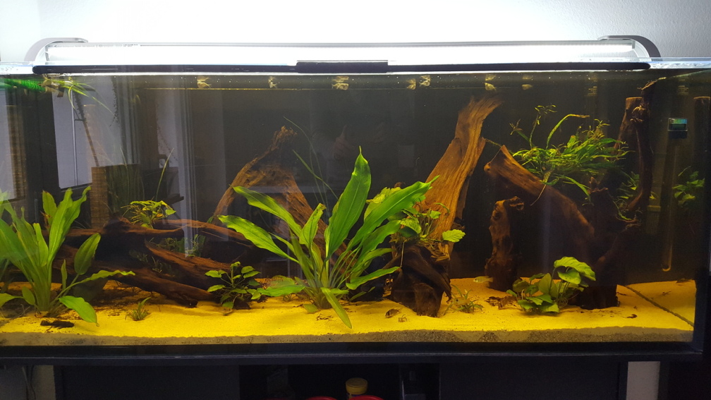 Aquarium Hauptansicht von Diskus-Rift