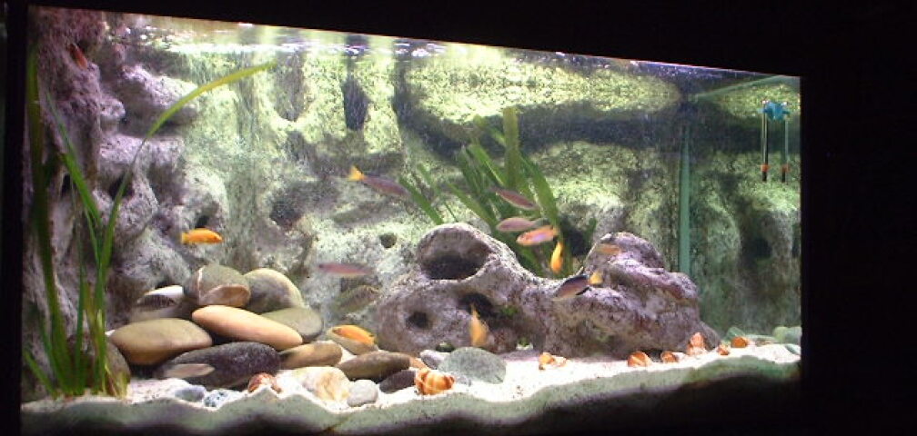Aquarium Hauptansicht von Becken 285