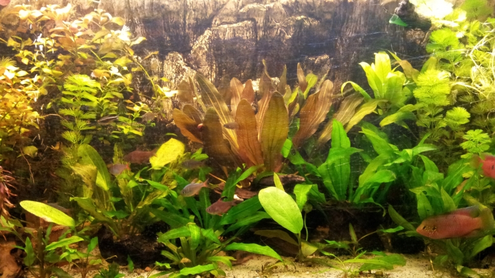 Aquarium Hauptansicht von amazonas