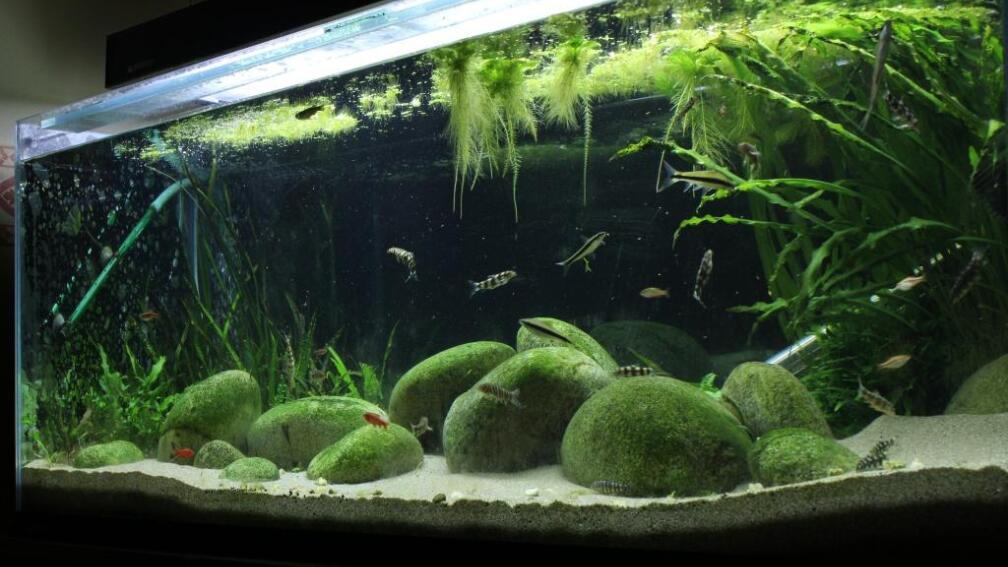 Aquarium Hauptansicht von Me equivocaria otra vez II