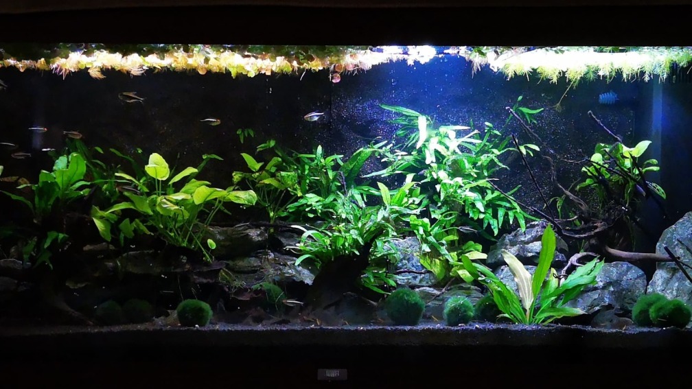 Aquarium Hauptansicht von Mark Rio240