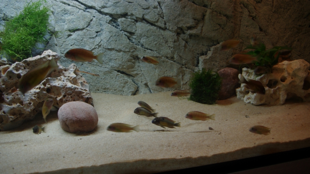 Aquarium Hauptansicht von Tanganjika